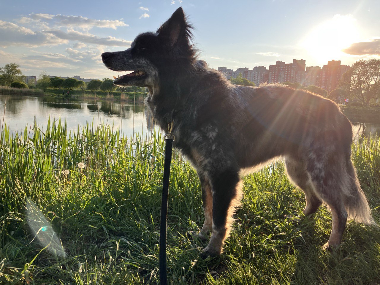 фото собаки